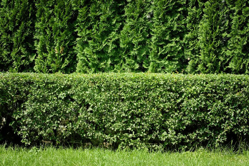 Hedge Reduction