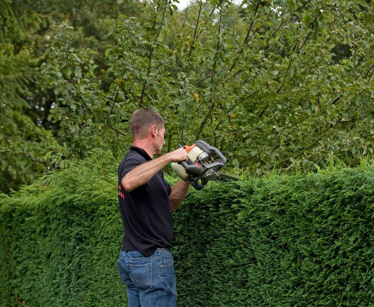 Hedge Removal