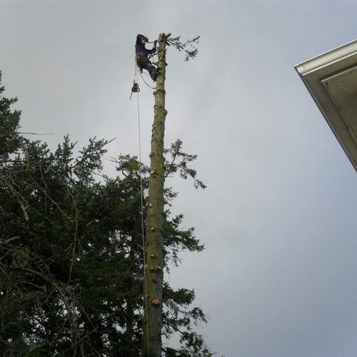 Tree Dismantling and Removal