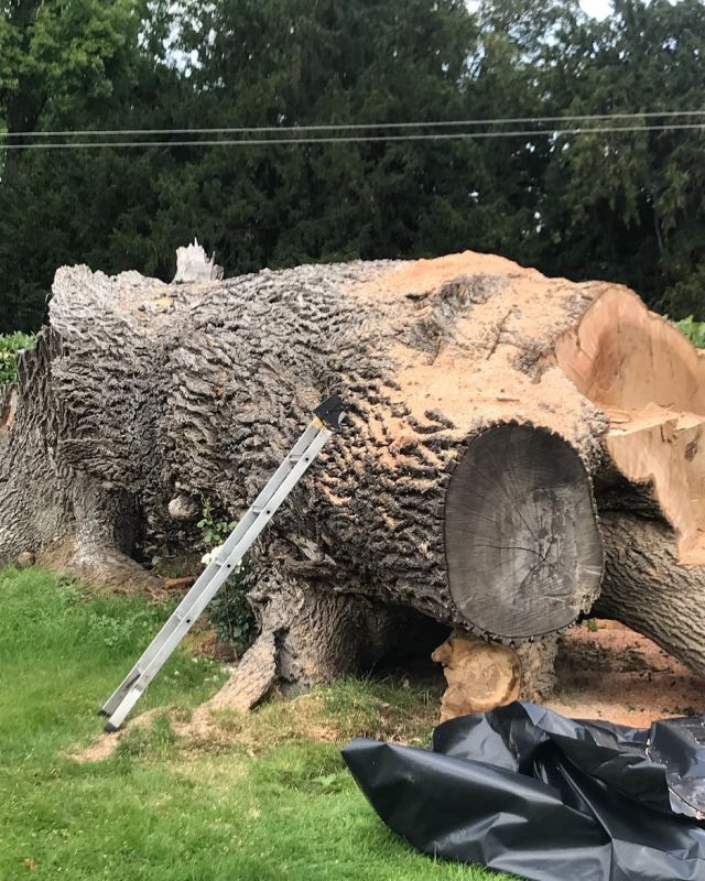 Another casualty due to ash dieback won’t find many bigger than this.#anotherveterangone#Downtoncastle#treesurgeonsherefordshire #treesurgeryherefordshire