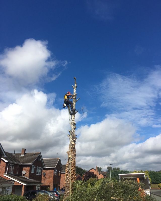 Another badly pruned silver birch having to be dismantled due to rot in main stem . #treesurgeryludlow #treesurgeonsLudlow