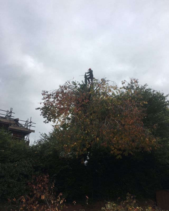 Removed 20% from the crown of this cherry. Hope your solar panels are now working #letting in the light #treesurgeonsludlow