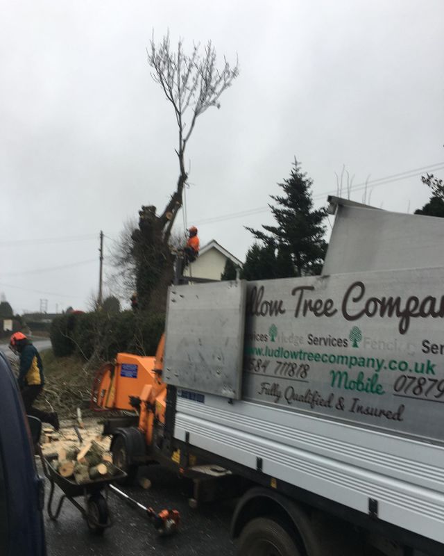 A few from the last couple of weeks,been a really busy time trying to fit costumers in before the Xmas break #treesurgeonherefordshire #treesurgeryshropshire
