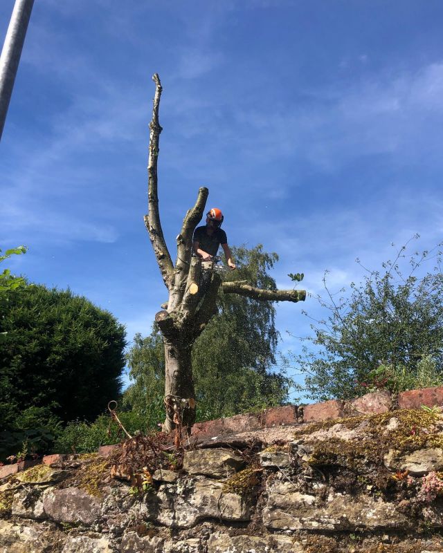 A tad warm this week, from dismantling a diseased Horse chestnut to skinny dipping in the costumers pool . #Tree surgery Herefordshire.