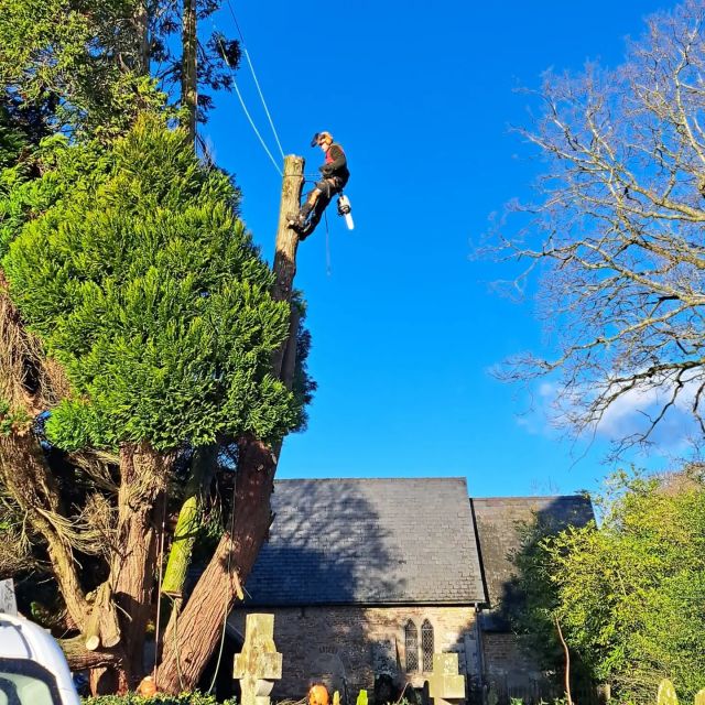 Nice job to start the week had the lowering kit out over the head stones at Ashford Bowdler church. #church yard #tree surgery Shropshire.  # Stihl chainsaws.